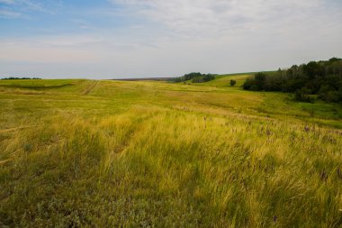 Bahar çimen ve orman alanı