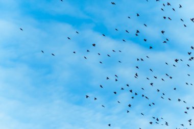 büyük Kuşlar sürüsü uçuyor