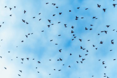büyük Kuşlar sürüsü uçuyor