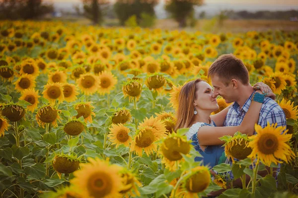 Güzel çift ayçiçeği alanlarında eğleniyor — Stok fotoğraf