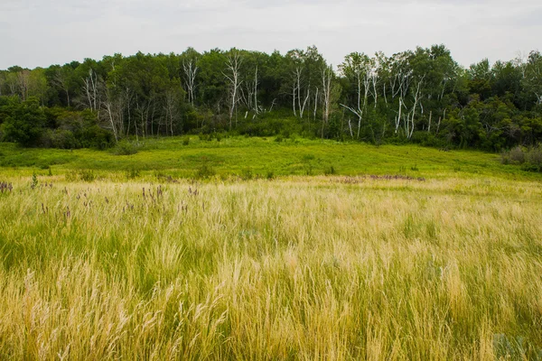 Field of spring grass and forest — Stock Photo, Image