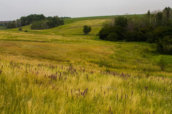 Field of spring grass and forest — Stock Photo, Image