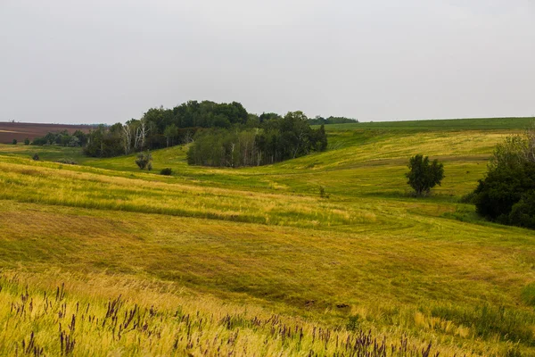 Campo de hierba de primavera y bosque — Foto de Stock