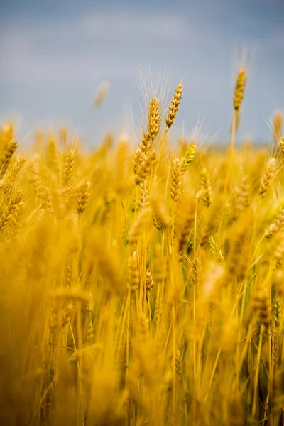 Wheat Field — Stock Photo, Image