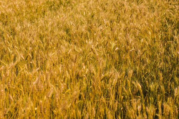 Wheat Field — Stock Photo, Image