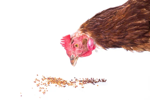 Pollo comiendo — Foto de Stock
