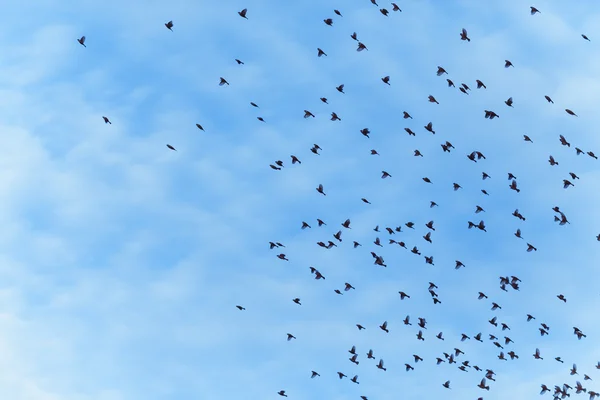 Großer Vogelschwarm fliegt — Stockfoto