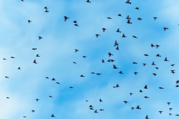 Velká hejna ptáků letí — Stock fotografie