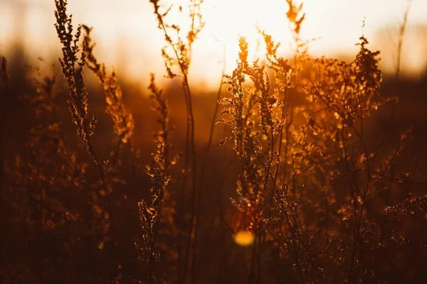 Paisaje de invierno con hierbas en la puesta del sol —  Fotos de Stock