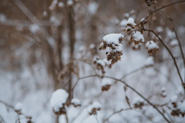 Zimowej przyrody. rosyjski kraju — Zdjęcie stockowe