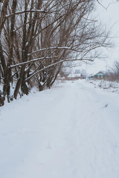 Zimní krajina. větev borovice pod sněhem — Stock fotografie