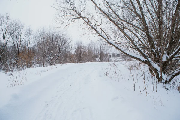 겨울 풍경입니다. 눈 아래 소나무 지점 — 스톡 사진