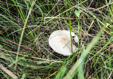 Otların arasında büyüyen bir orman mantar yakın çekim