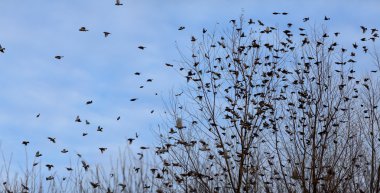 Güz - Kuşlar güneye göç sürüsü