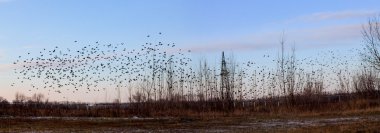 Güz - Kuşlar güneye göç sürüsü