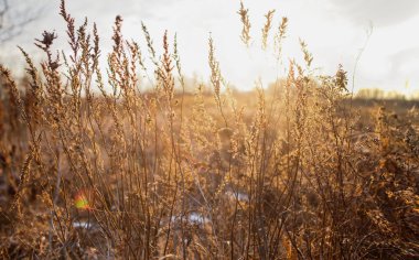 sonbahar çim günbatımı