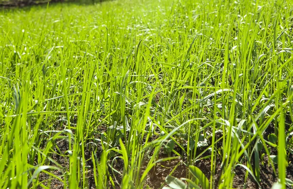 Close up of fresh thick grass with water drops in the early morning — Stock Photo, Image