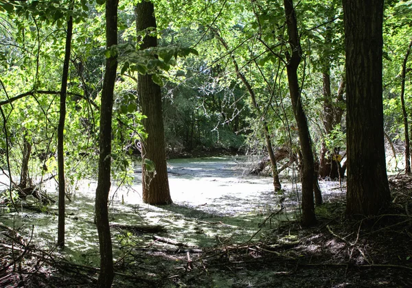 光秃秃的树，反映在沼泽中的水在一个温暖的夏日 — 图库照片