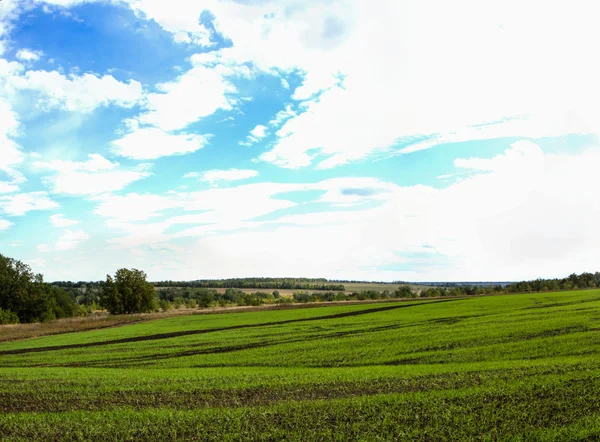 Camino de campo vacío a través de campos con trigo — Foto de Stock