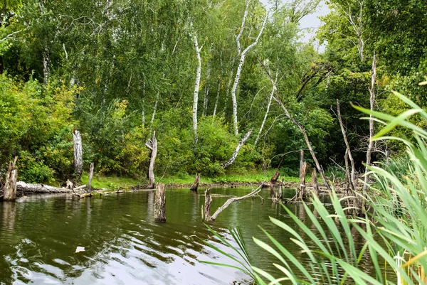 Alberi calvi che si riflettono nell'acqua in una palude in una calda giornata estiva — Foto Stock