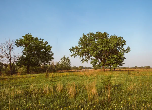 Summer field with dandelions and sun in blue sky. — Stock Photo, Image