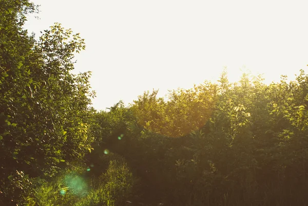 草、青い空と太陽のフィールド. — ストック写真