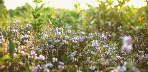 Dandelions ve mavi gökyüzü güneş yaz alanıyla. — Stok fotoğraf