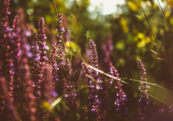 Schönes Detail des duftenden Lavendelblütenfeldes in perfekter strahlender Orchideenfarbe des Jahres 2014. Image für Landwirtschaft, Wellness, medizinische Industrie und diverse Werbematerialien. — Stockfoto