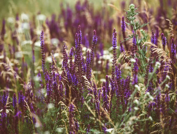 Hermoso detalle del campo de flores de lavanda perfumada en perfecto color Orquídea Radiante del 2014. Imagen para agricultura, SPA, industrias médicas y diversos materiales publicitarios . — Foto de Stock