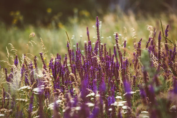 Hermoso detalle del campo de flores de lavanda perfumada en perfecto color Orquídea Radiante del 2014. Imagen para agricultura, SPA, industrias médicas y diversos materiales publicitarios . — Foto de Stock