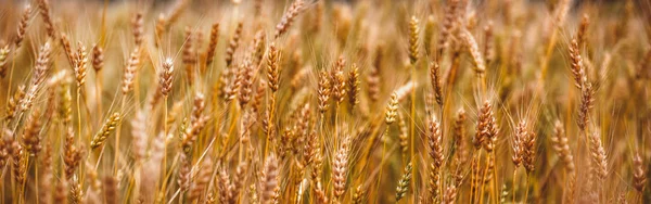 Yellow grain ready for harvest growing in a farm field — Stock Photo, Image