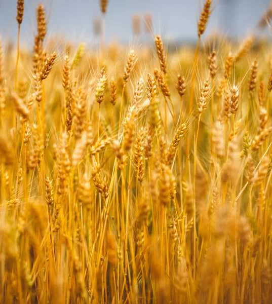 Yellow grain ready for harvest growing in a farm field — Stock Photo, Image