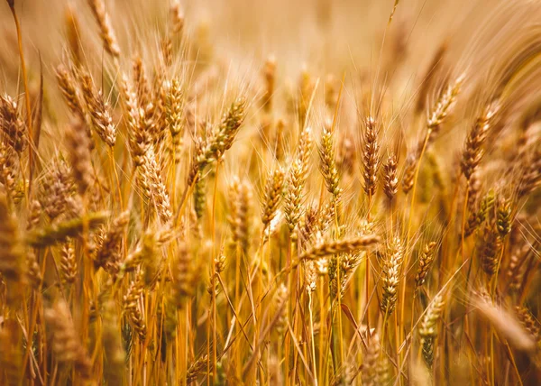 Yellow grain ready for harvest growing in a farm field — Stock Photo, Image