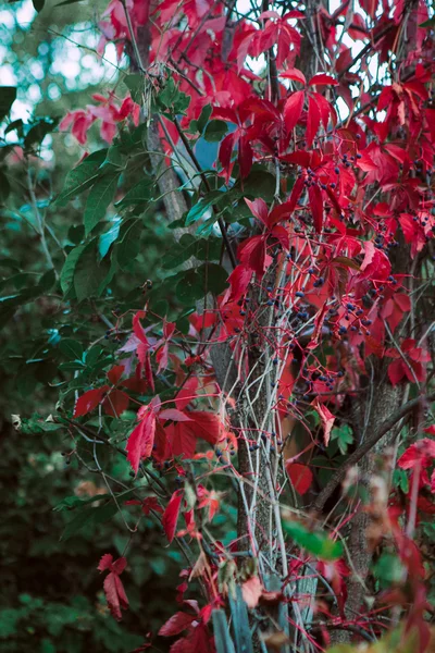 Bergische Herbstlandschaft mit buntem Wald — Stockfoto