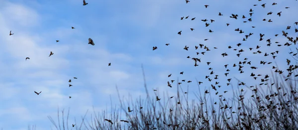 Podzim - hejno ptáků migrace jih — Stock fotografie