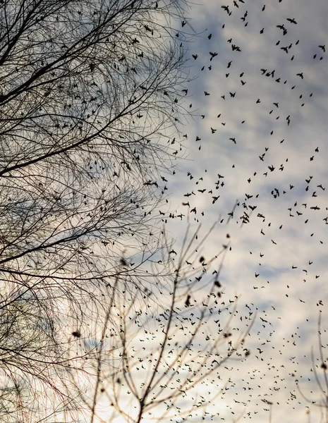 Podzim - hejno ptáků migrace jih — Stock fotografie