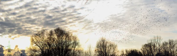 Fall - flock of birds migrating south — Stock Photo, Image