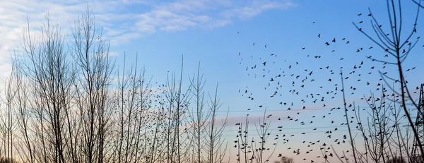 Höst - flock fåglar flyttar söderut — Stockfoto