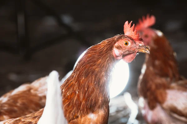 Una giovane gallina sta guardando la macchina fotografica — Foto Stock