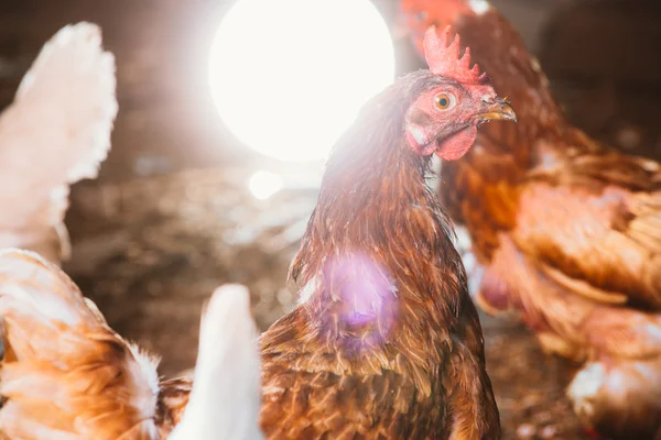 Genç bir tavuk kameraya bakıyor — Stok fotoğraf