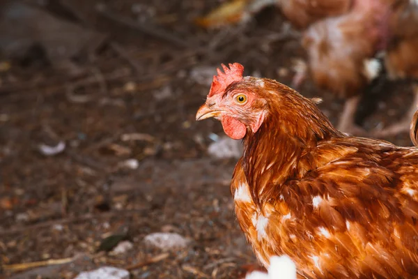 Una joven gallina está mirando a la cámara — Foto de Stock