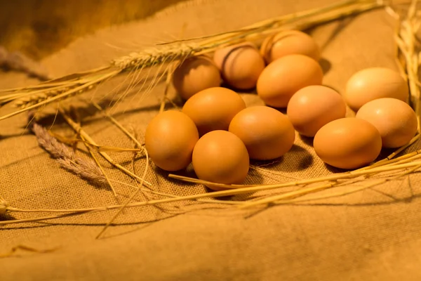 Eggs in the nest — Stock Photo, Image