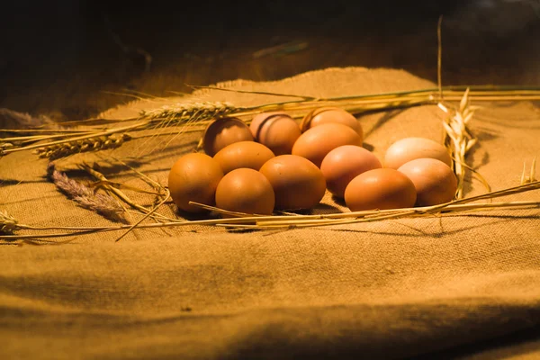 Eggs in the nest — Stock Photo, Image