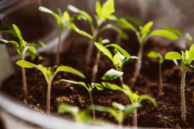 Tohum, tarım, bitki tohum büyüyen kavramı