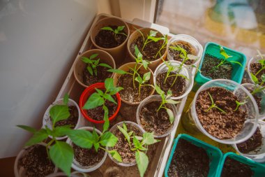 Tohum, tarım, bitki tohum büyüyen kavramı