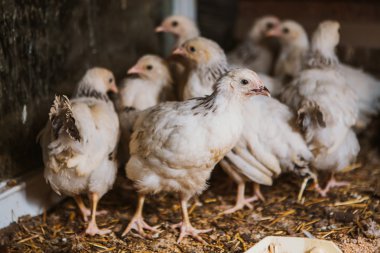 Tavuk coop yakınındaki yeme