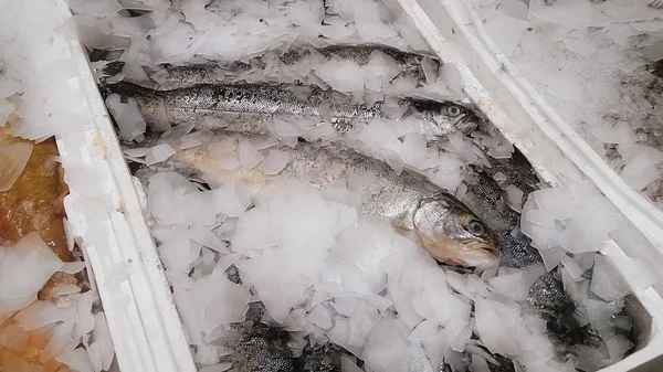 Peces frescos sobre hielo — Foto de Stock