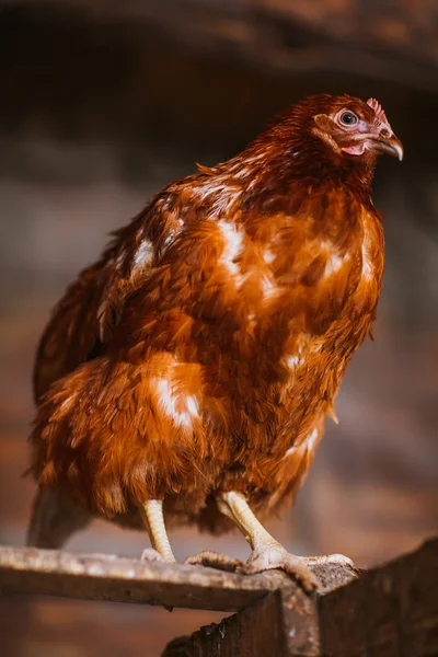 Цыплята в клетке — стоковое фото