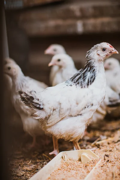 Eten van kippen in de buurt van coop — Stockfoto