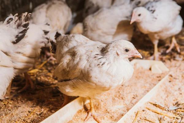 Comendo galinhas perto de galinheiro — Fotografia de Stock